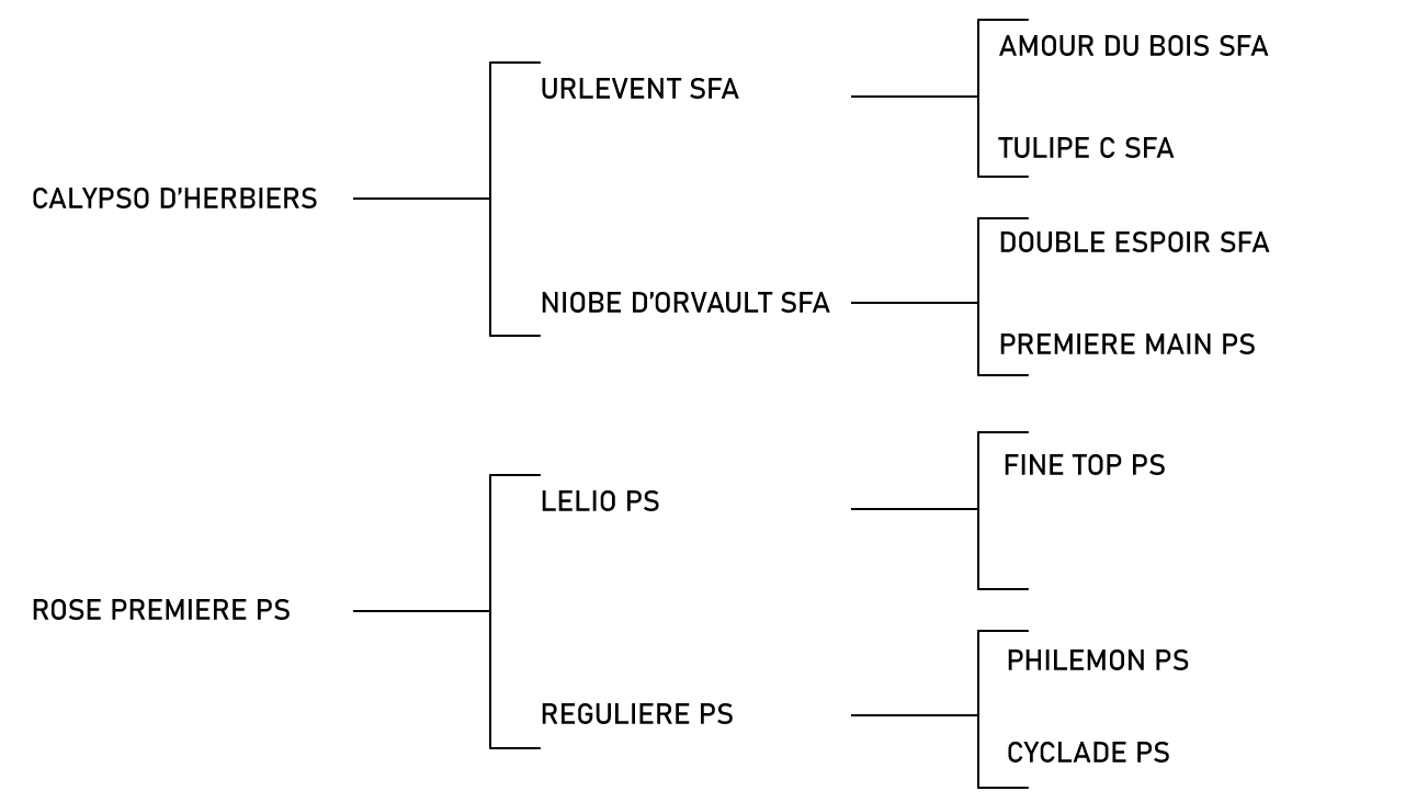 pedigree du cheval