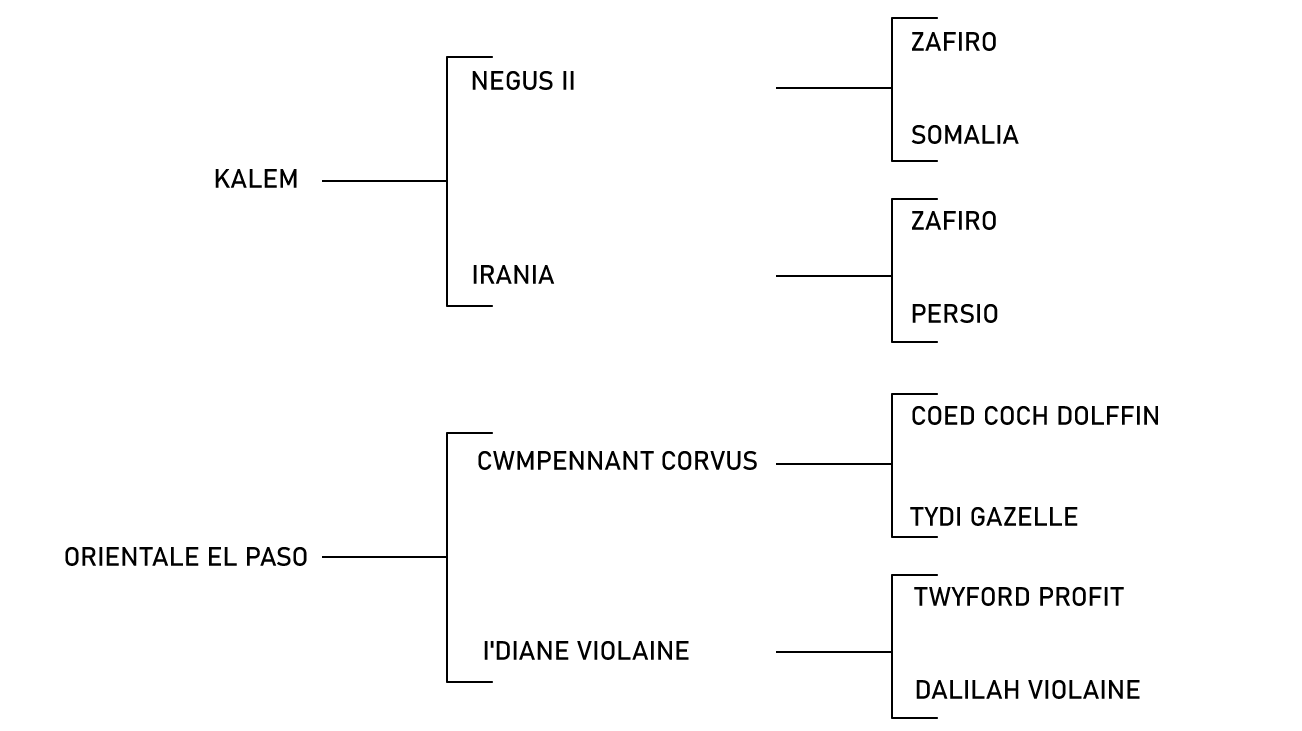 pedigree du cheval